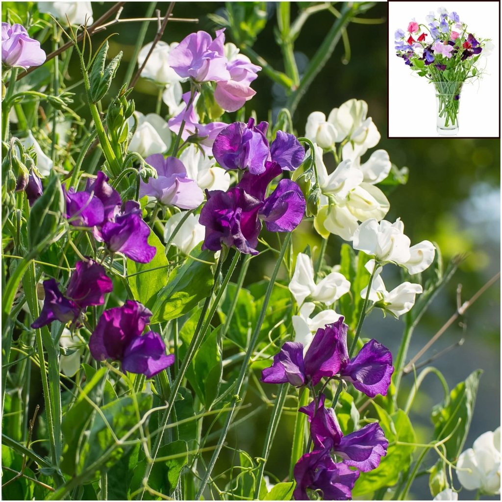 Sweetpea - Knee High Mixed seeds - Happy Valley Seeds