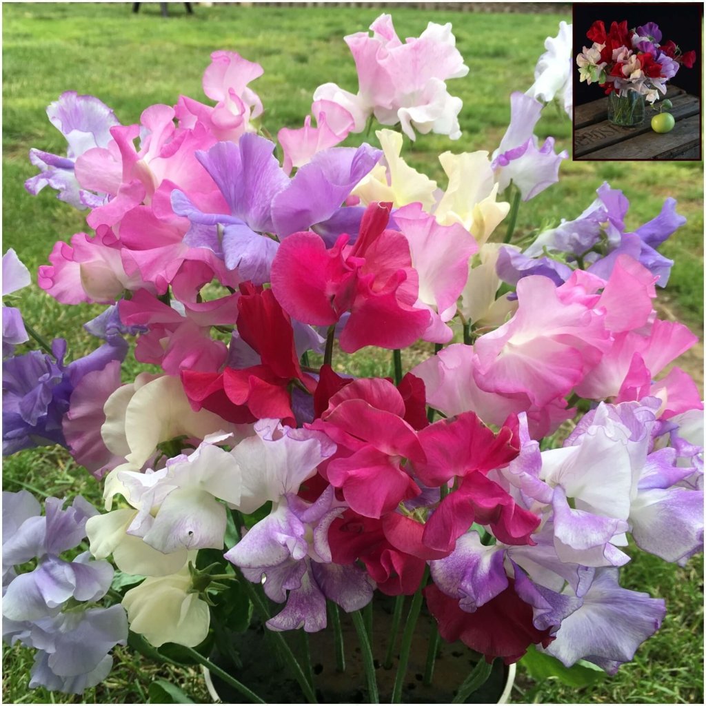 Sweetpea - Little Sweetheart seeds - Happy Valley Seeds