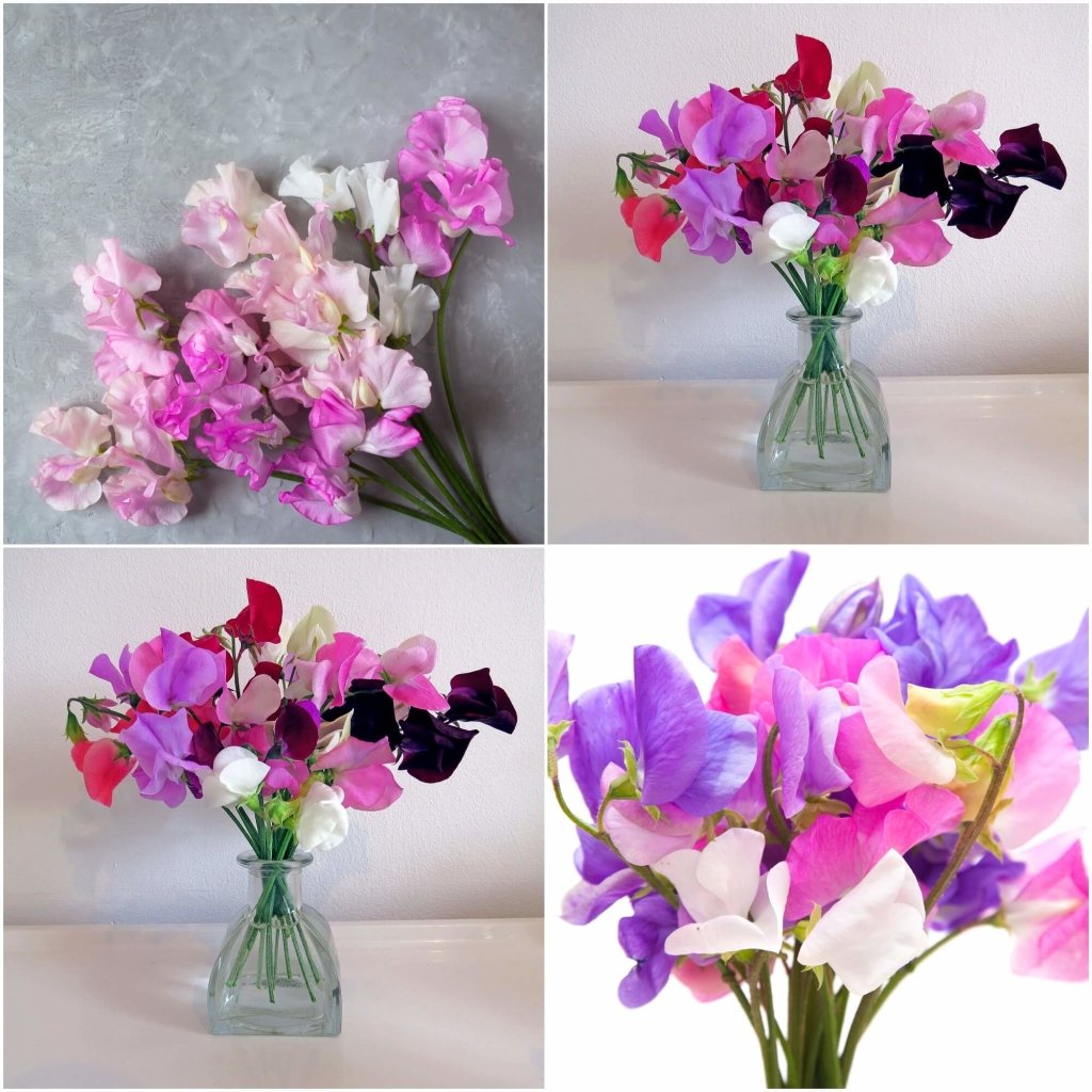 Sweetpea - Mammoth Mix seeds - Happy Valley Seeds