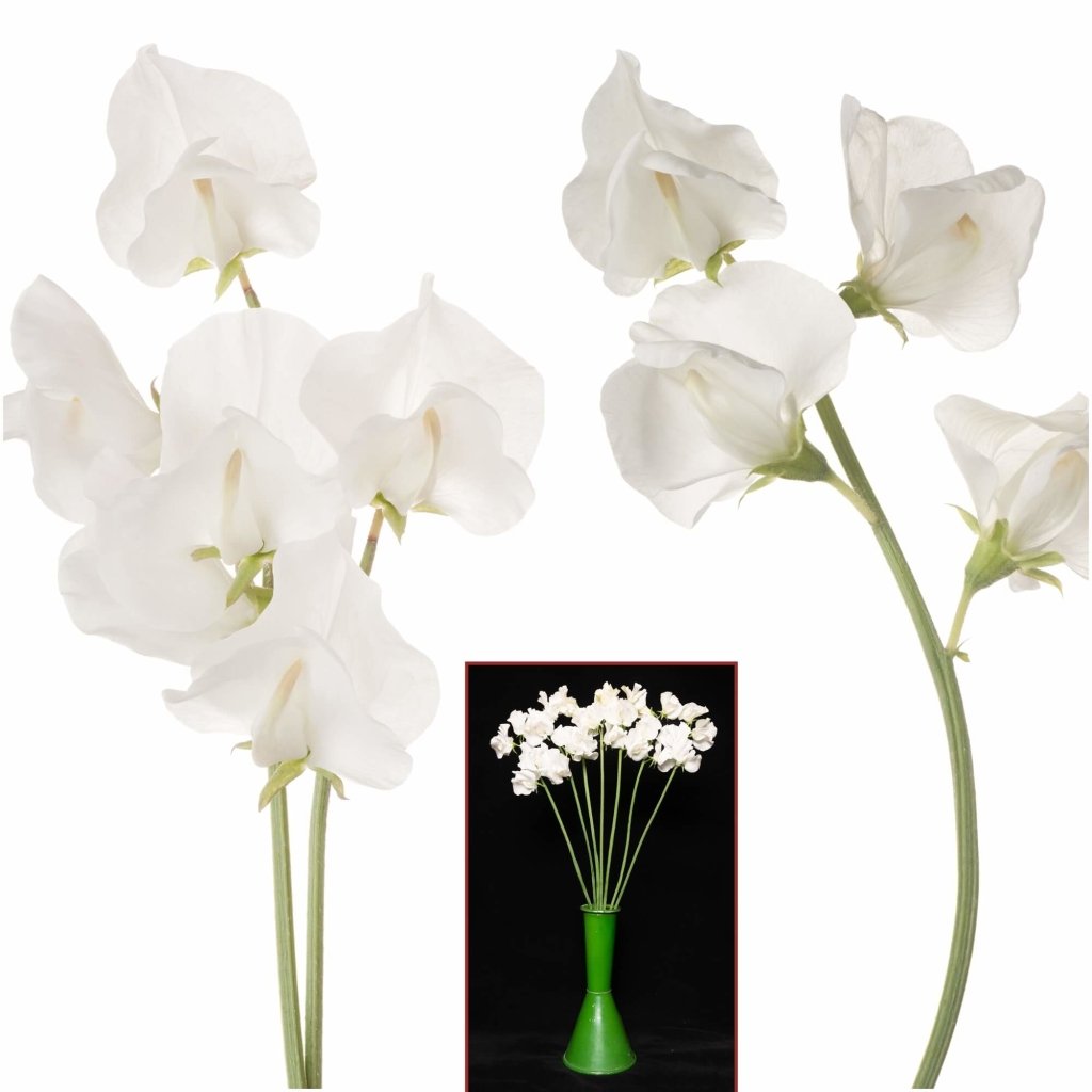 Sweetpea - Mammoth White seeds - Happy Valley Seeds