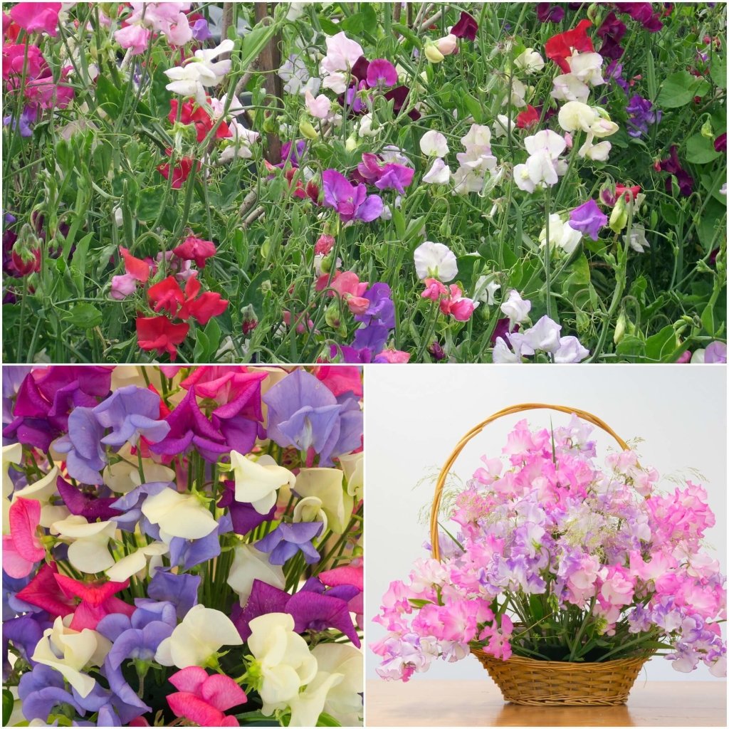 Sweetpea - Multiflora Colorama Mixed seeds - Happy Valley Seeds