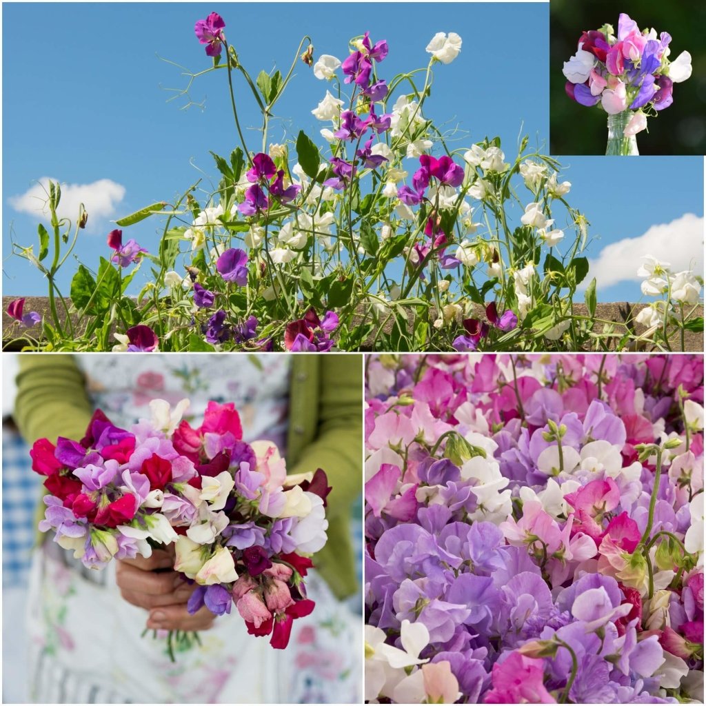 Sweetpea - Royal Family Mix seeds - Happy Valley Seeds