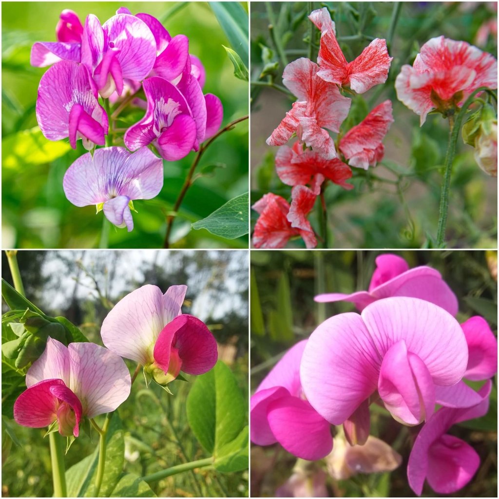 Sweetpea - Spencer Mixed Stripes seeds - Happy Valley Seeds