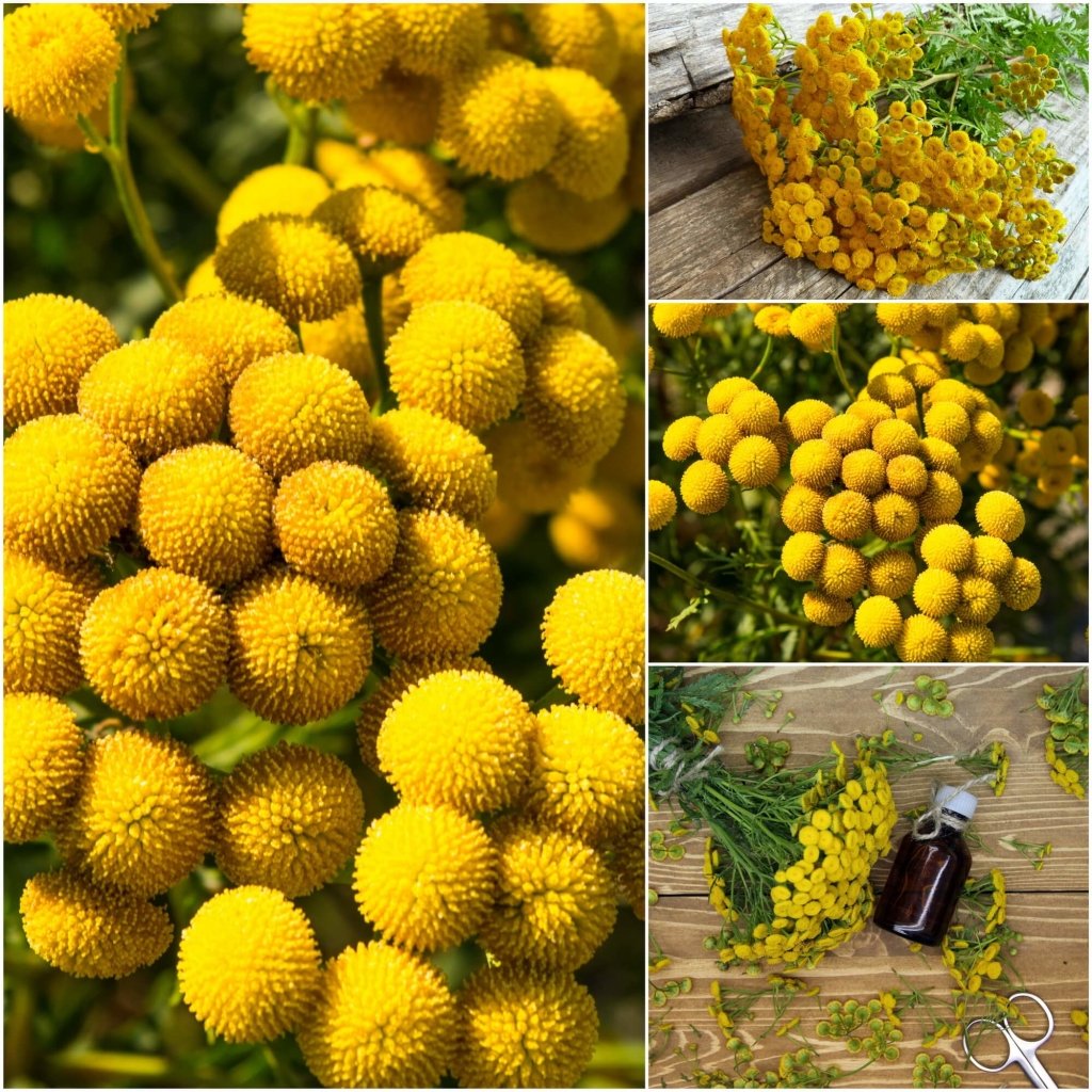 Tansy seeds - Happy Valley Seeds