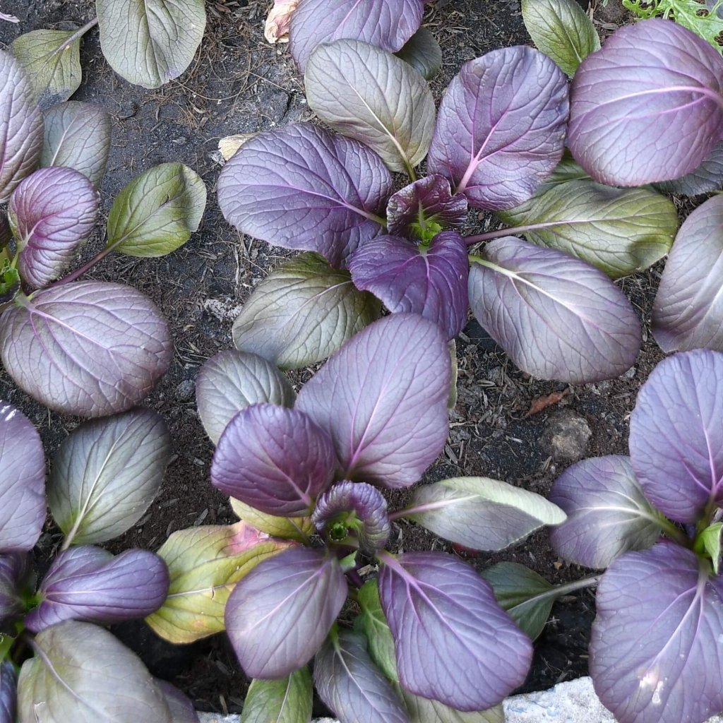 Tatsoi - Viola (Oriental Mustard) F1 seeds - Happy Valley Seeds