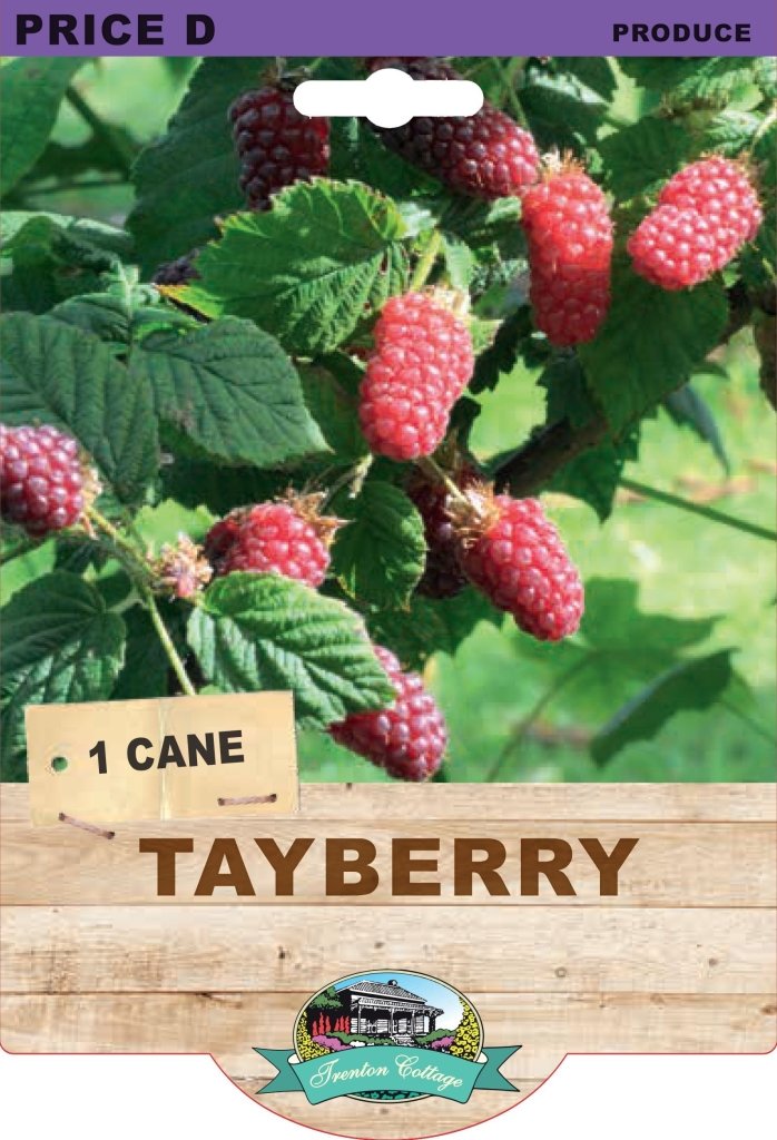 Tayberry (Pack of 1 Cane) - Happy Valley Seeds