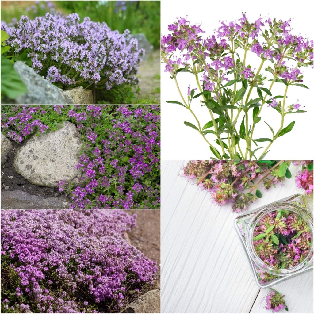 Thyme - Creeping seeds - Happy Valley Seeds