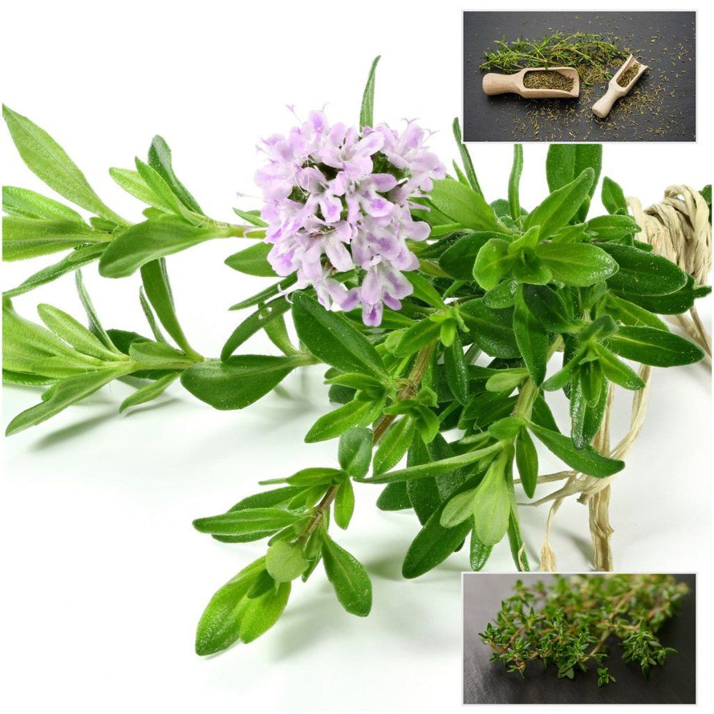 Buy Thyme French seeds Online Happy Valley Seeds