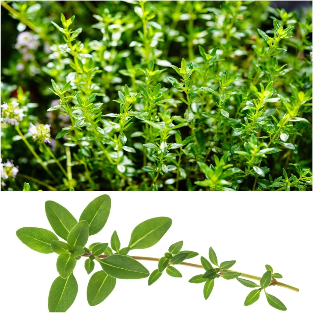 Thyme - Winter seeds - Happy Valley Seeds