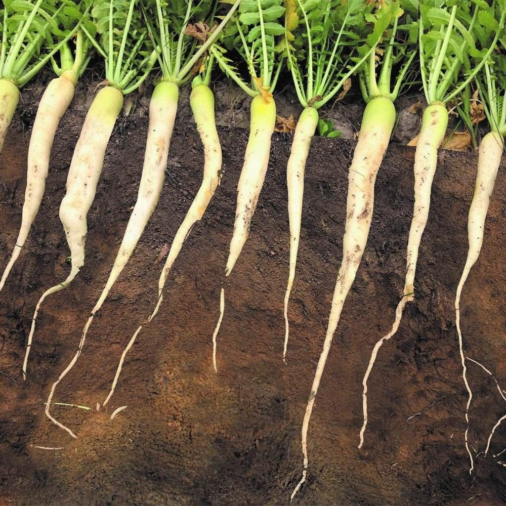 Buy Tillage Radish seeds Online Happy Valley Seeds