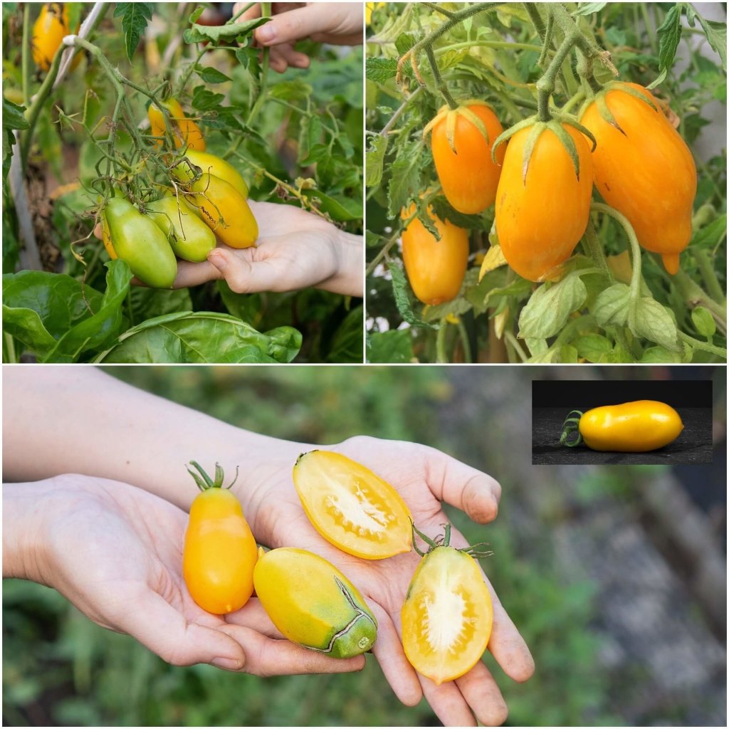 Tomato - Banana Legs seeds - Happy Valley Seeds