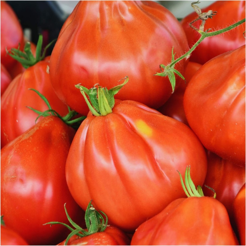 Tomato - Big Pear seeds - Happy Valley Seeds
