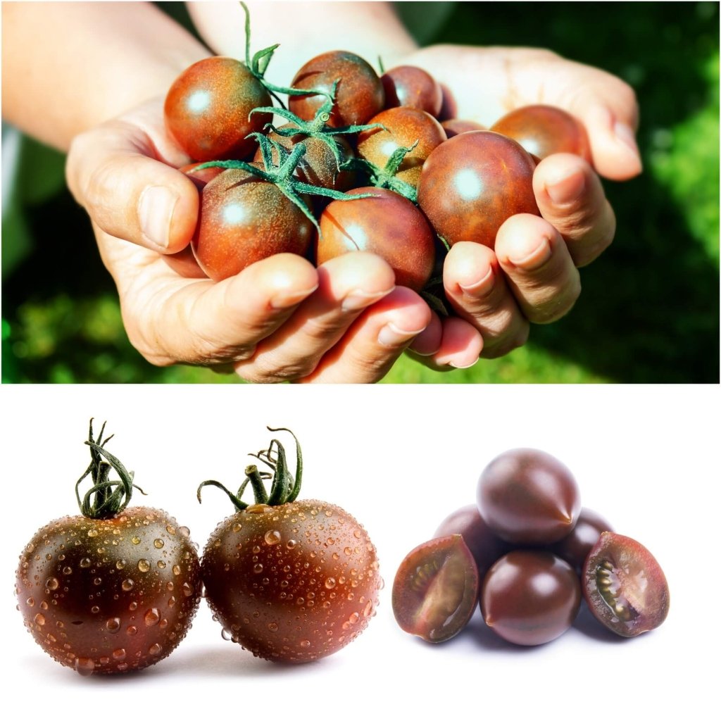 Tomato - Black Cherry seeds - Happy Valley Seeds