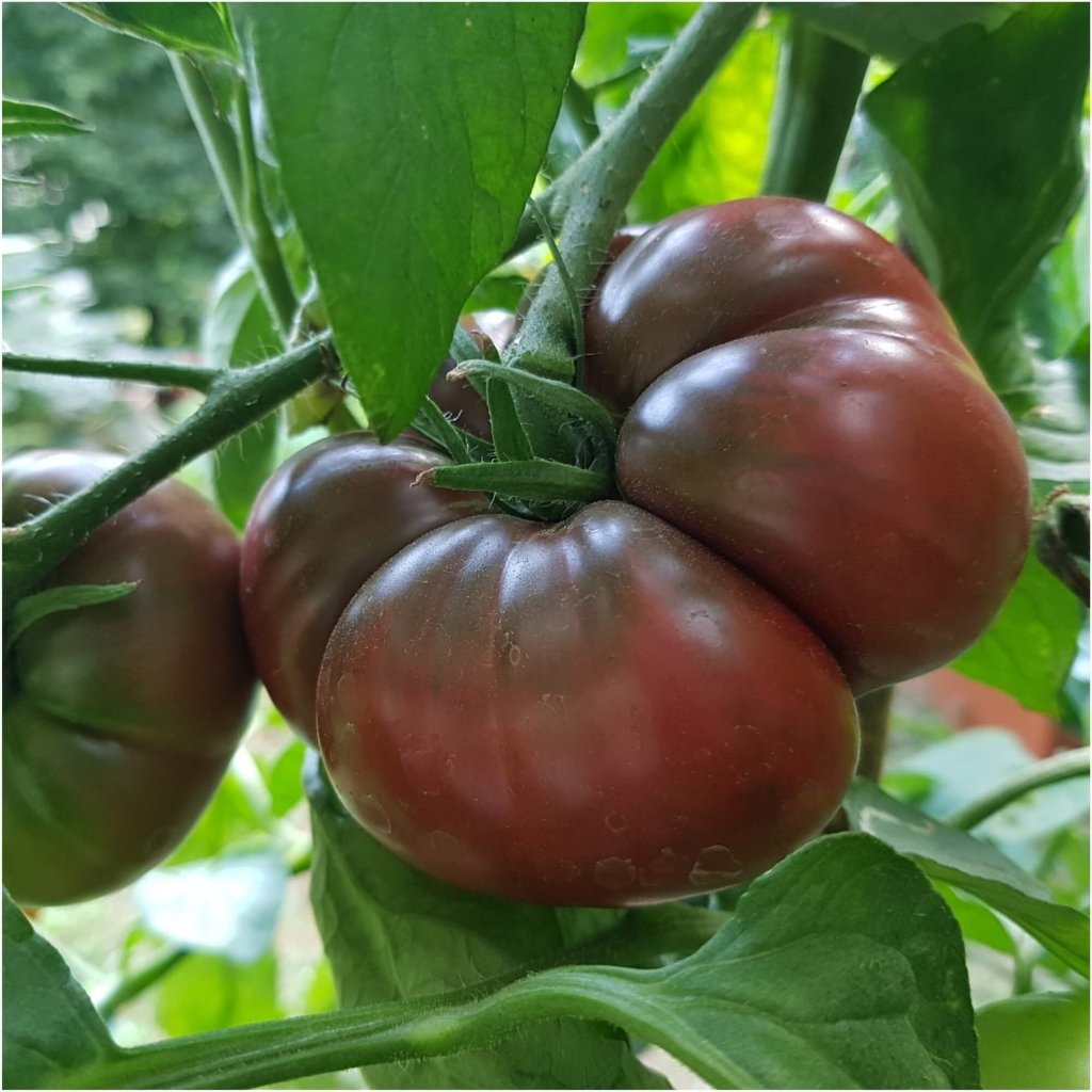 Tomato - Black Krim seeds - Happy Valley Seeds