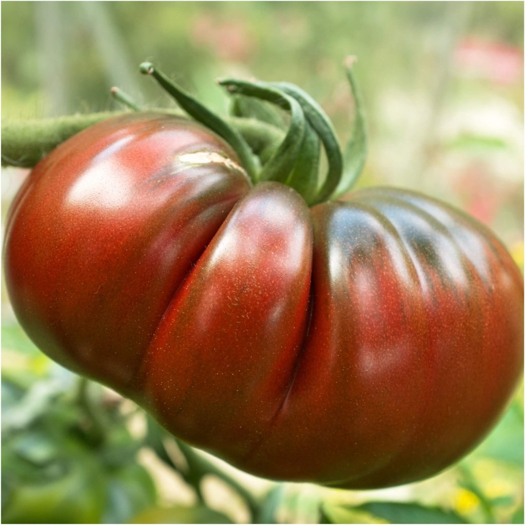 Tomato - Black Russian seeds - Happy Valley Seeds