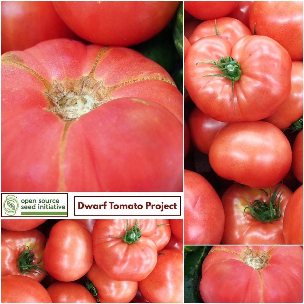 Tomato - Boronia seeds - Happy Valley Seeds