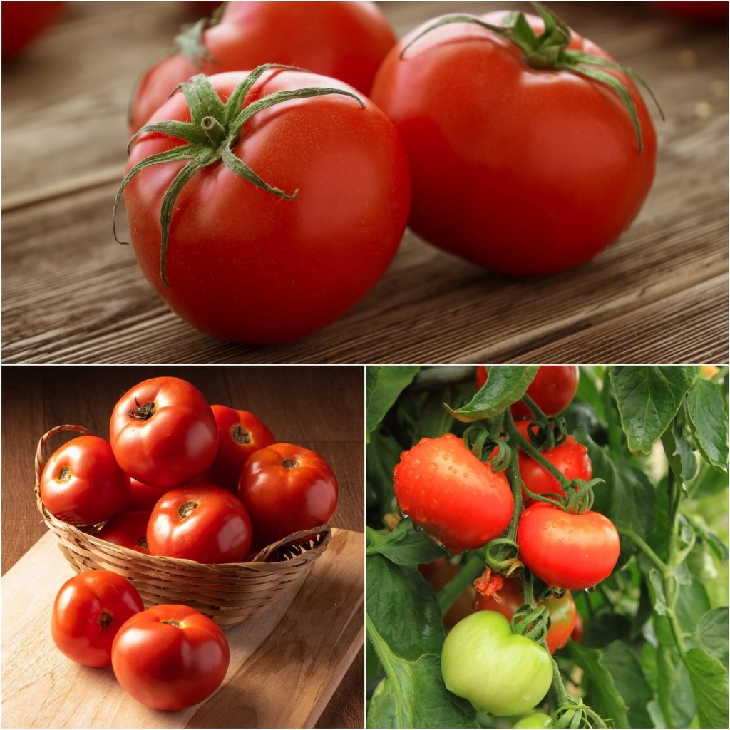 Tomato - Burnley Bounty seeds - Happy Valley Seeds