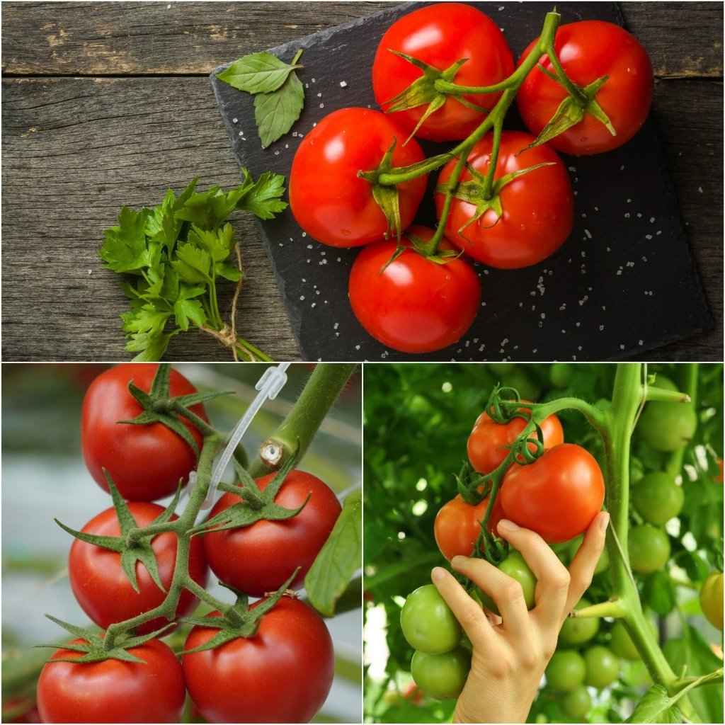 Tomato - Cascade Early seeds - Happy Valley Seeds