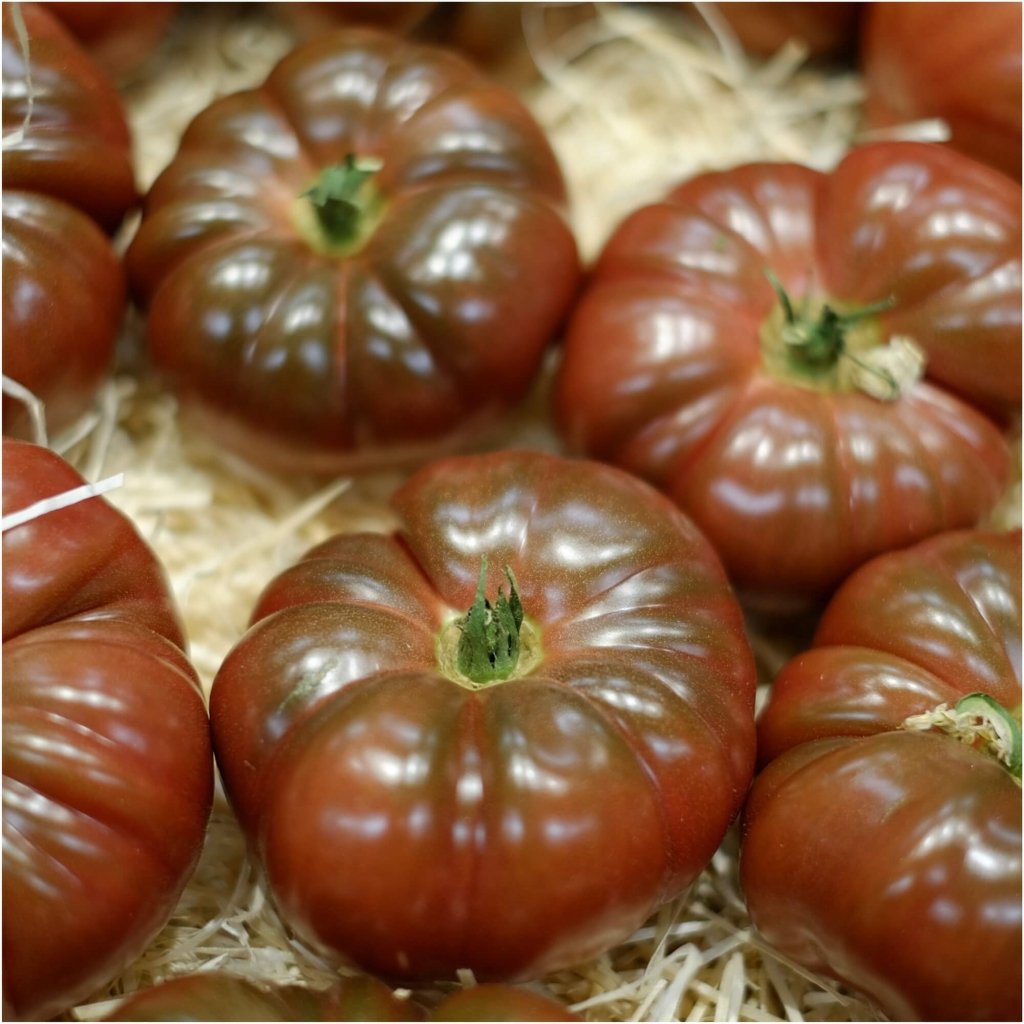 Tomato - Cherokee Purple seeds - Happy Valley Seeds