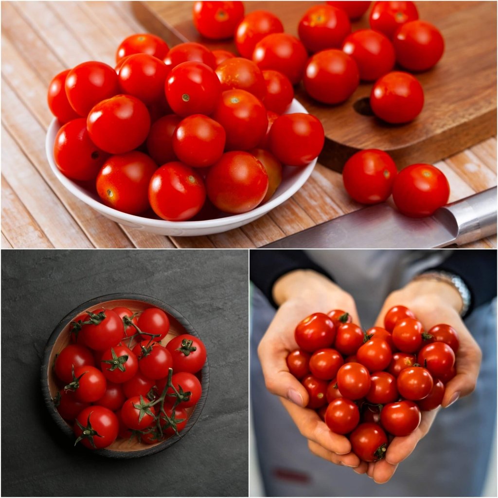 Tomato - Cherry Camp Joy seeds - Happy Valley Seeds