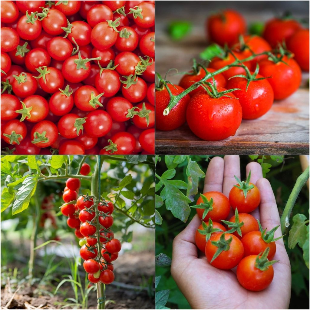 Tomato - Cherry Cocktail seeds - Happy Valley Seeds