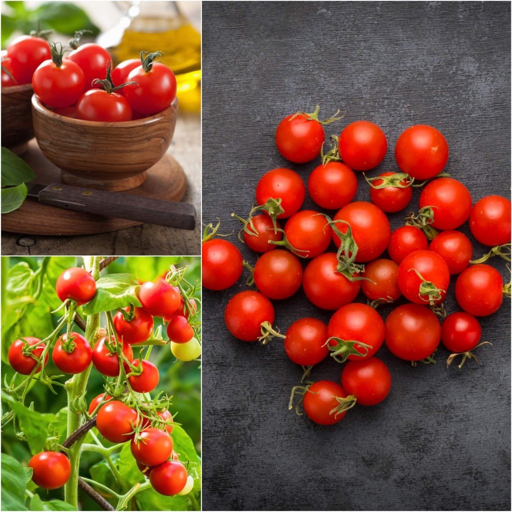 Tomato - Cherry Fox seeds - Happy Valley Seeds