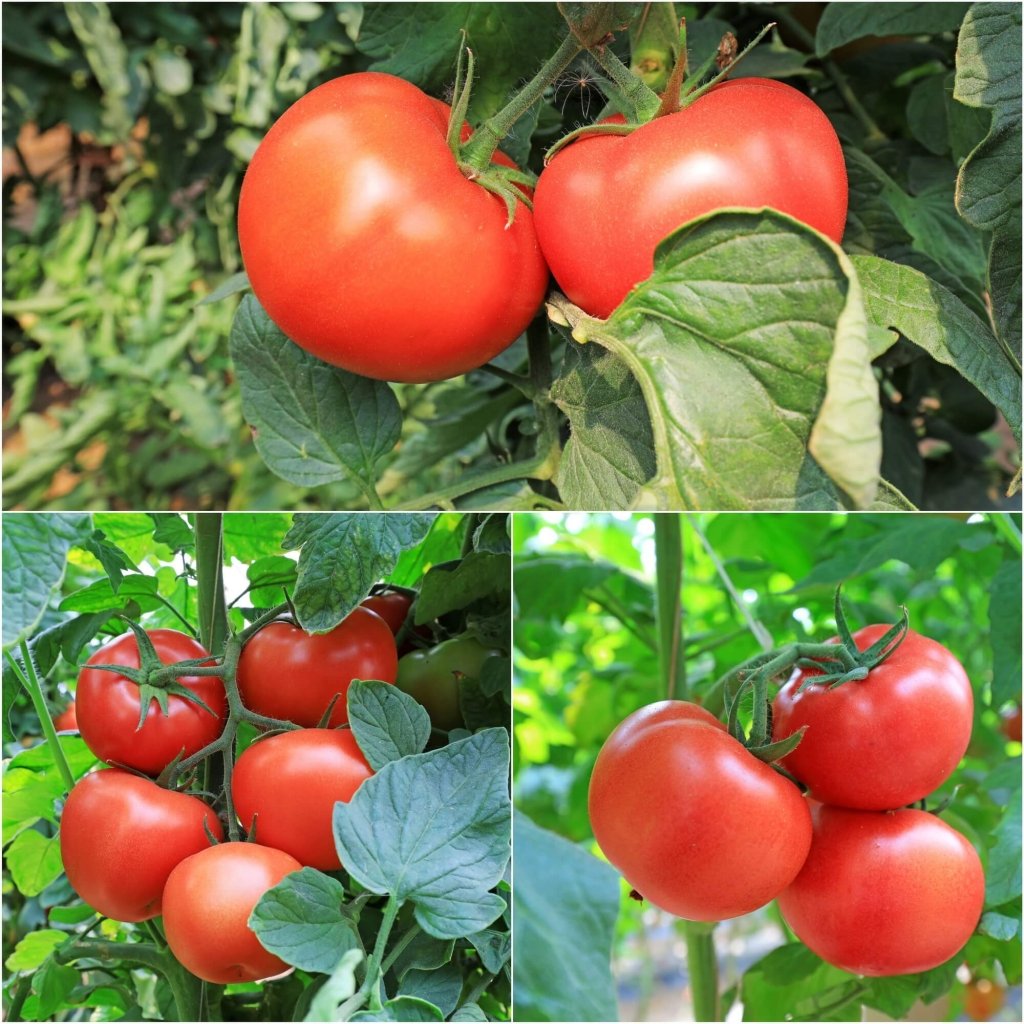 Tomato - College Challenger seeds - Happy Valley Seeds