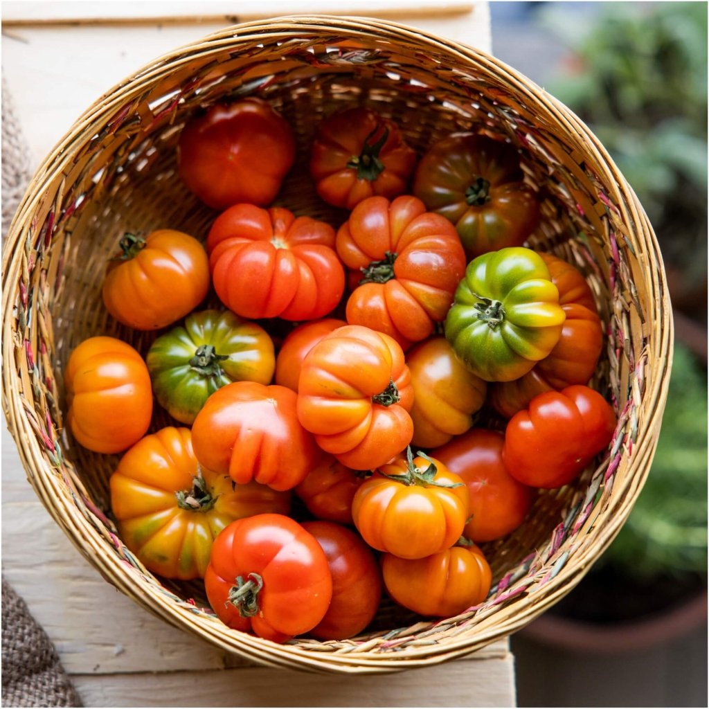 Tomato - Costoluto Fiorentino seeds - Happy Valley Seeds