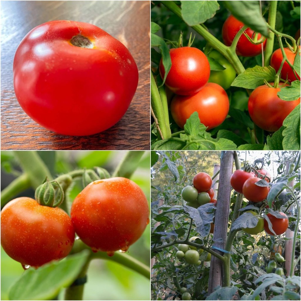 Tomato - Daydream seeds - Happy Valley Seeds