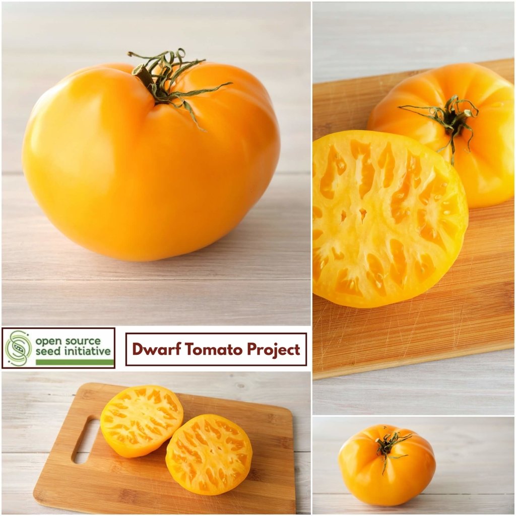 Tomato - Dwarf Blazing Beauty seeds - Happy Valley Seeds