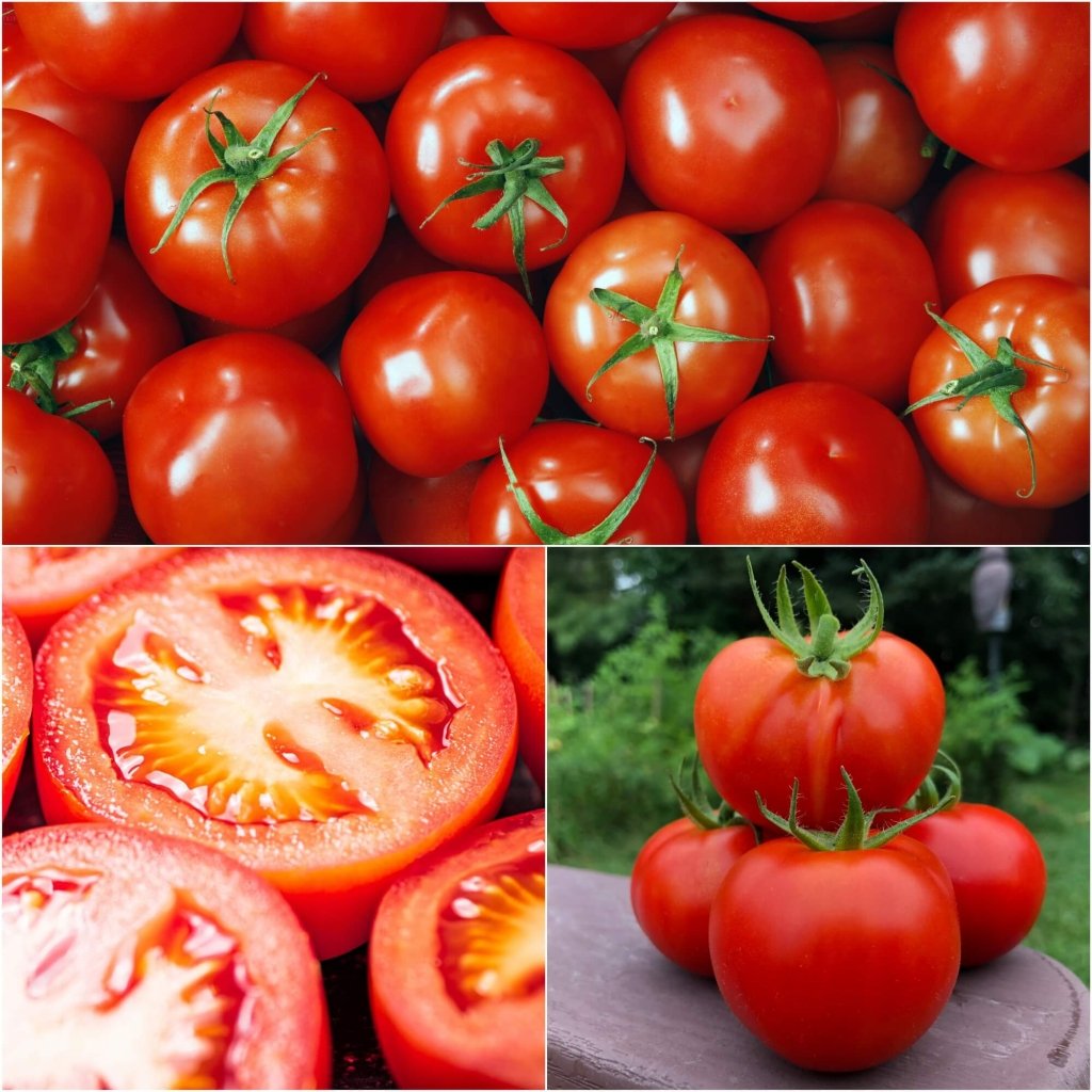 Tomato - ES 58 seeds - Happy Valley Seeds
