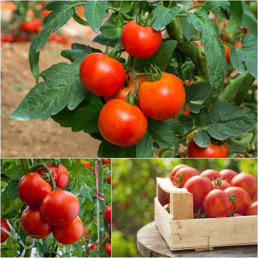 Tomato - Floralou seeds - Happy Valley Seeds