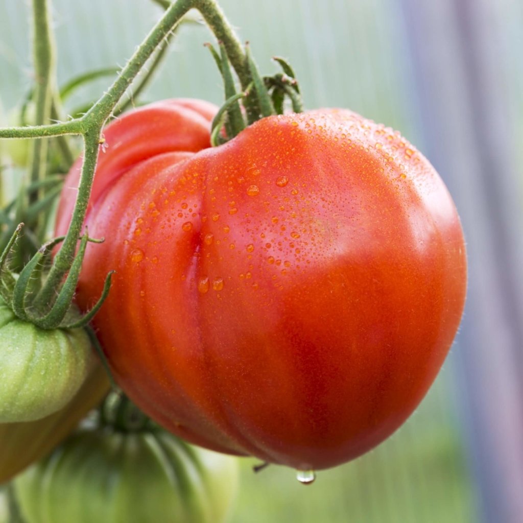 Tomato - Giant Syrian seeds - Happy Valley Seeds