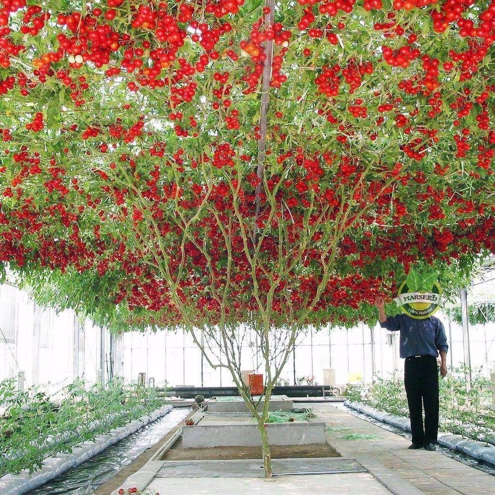 TOMATO - Giant Tree seeds
