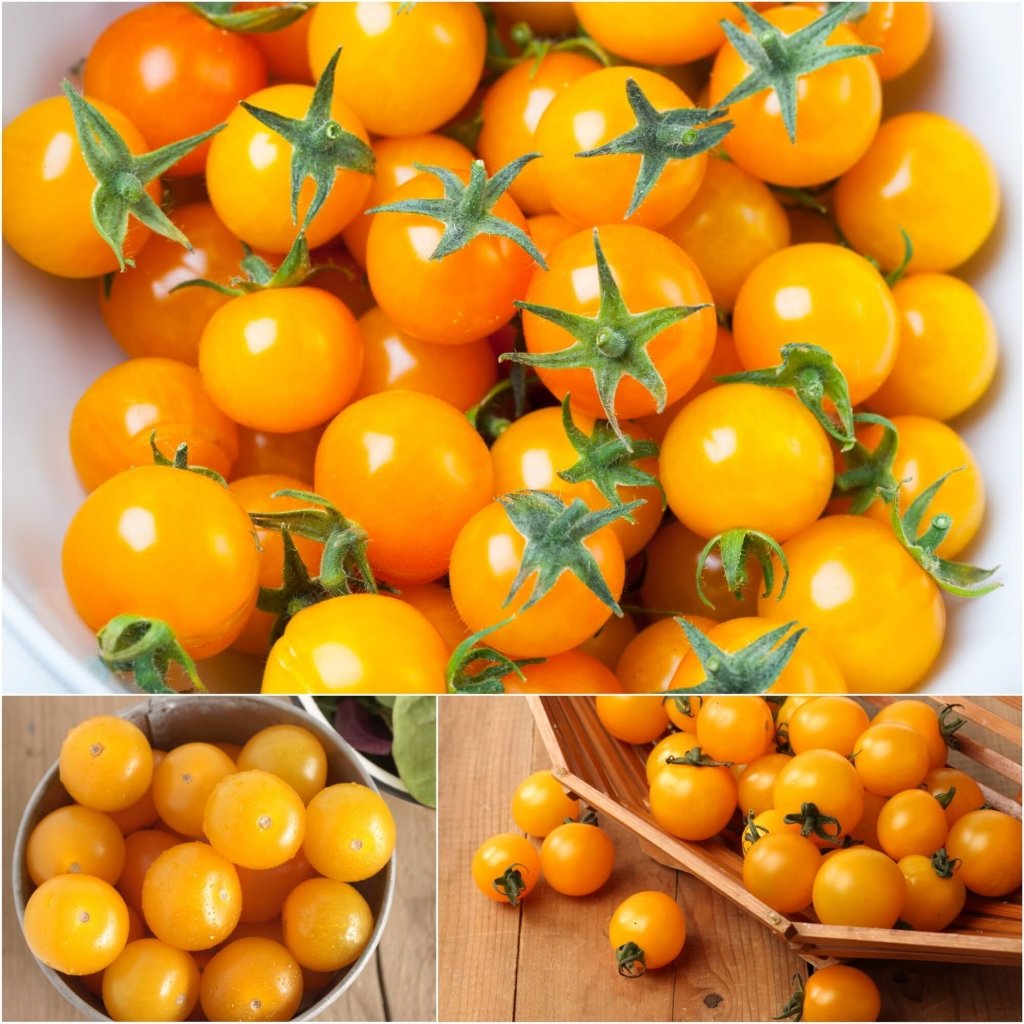 Tomato - Gold Nugget seeds - Happy Valley Seeds