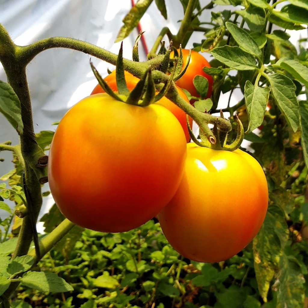 Tomato - Golden Jubilee seeds - Happy Valley Seeds