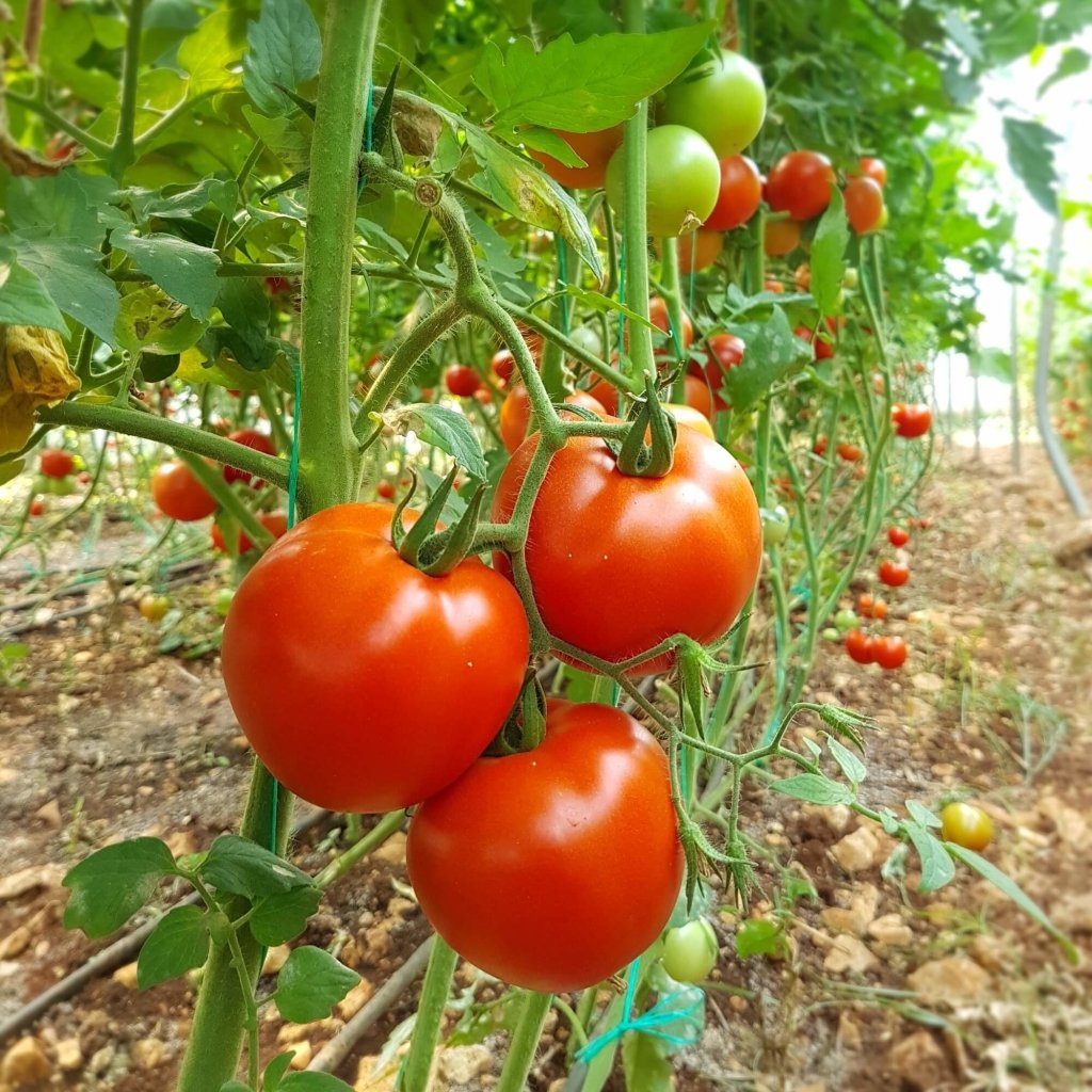 Tomato - Graf Zeppelin seeds - Happy Valley Seeds