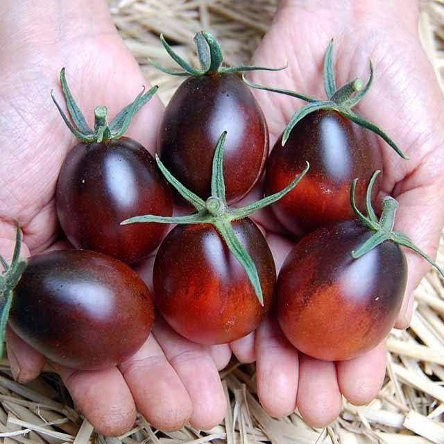 Buy Tomato Indigo Ruby F1 seeds Online Happy Valley Seeds