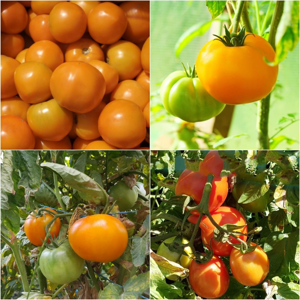 Tomato - Jaune Flamme seeds - Happy Valley Seeds