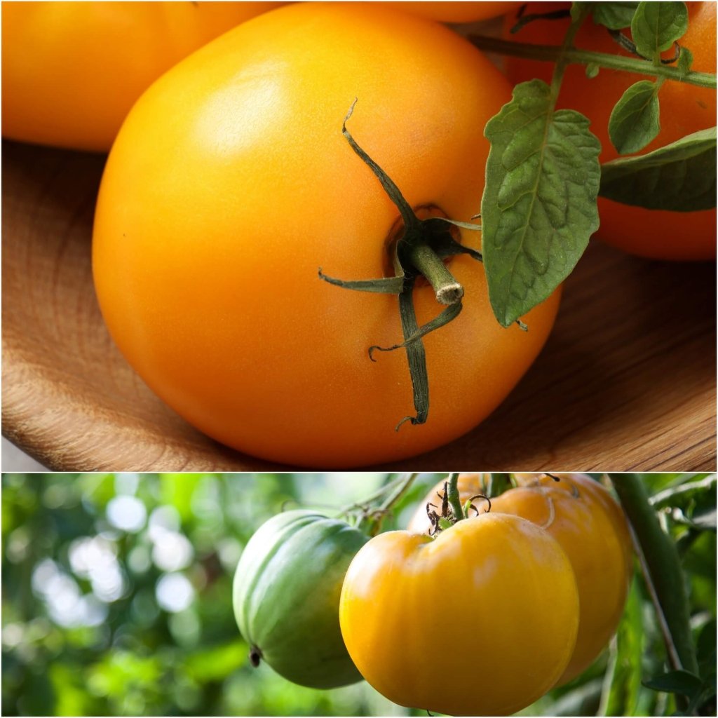 Tomato - Jubilee Yellow seeds - Happy Valley Seeds