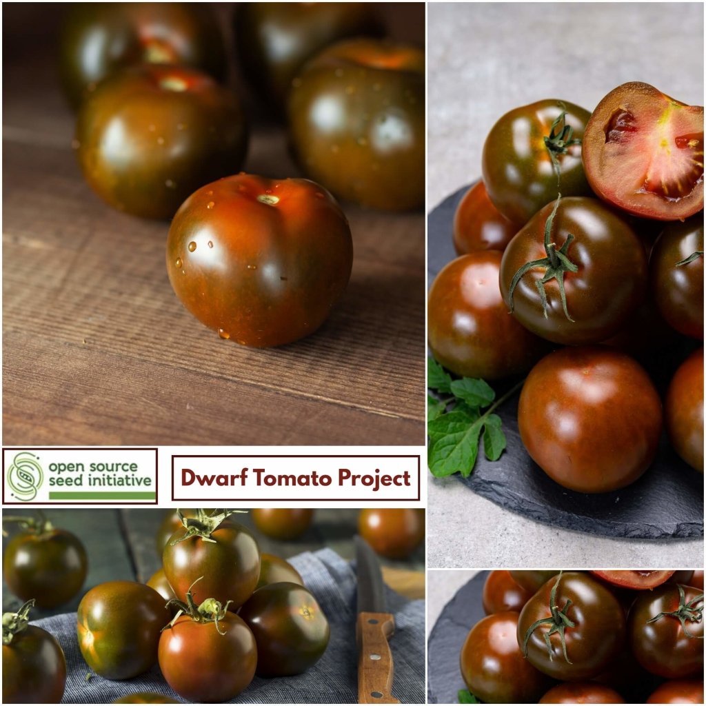 Tomato - Kangaroo Paw Brown seeds - Happy Valley Seeds