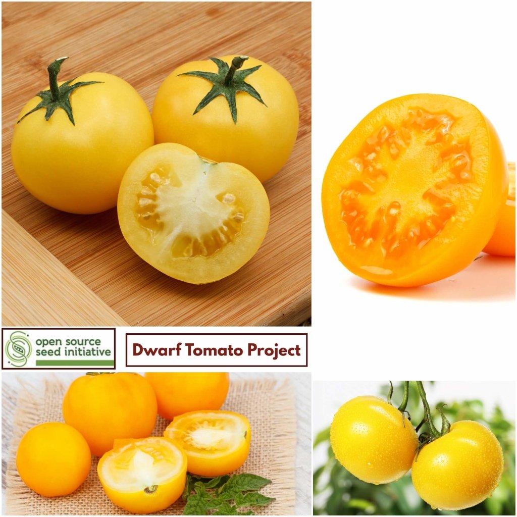 Tomato - Kangaroo Paw Yellow seeds - Happy Valley Seeds