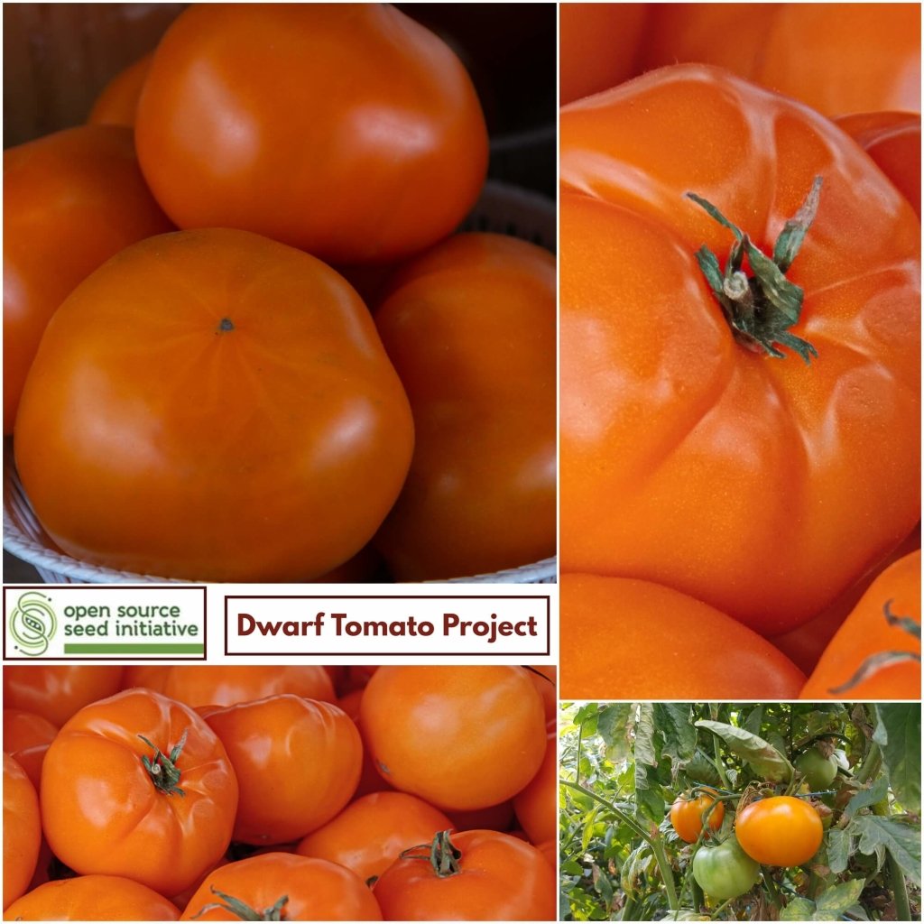 Tomato - Loxton Lad seeds - Happy Valley Seeds