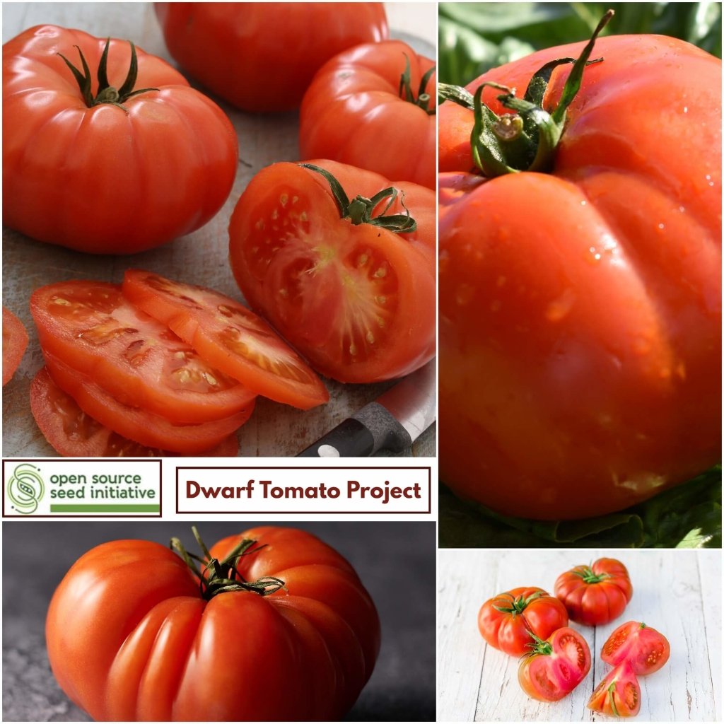 Tomato - Mallee Rose seeds - Happy Valley Seeds