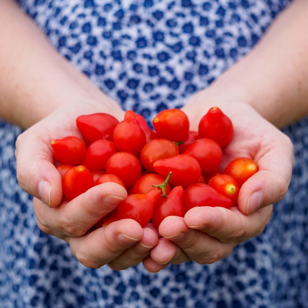 Tomato - Miniature Red Pear seeds - Happy Valley Seeds