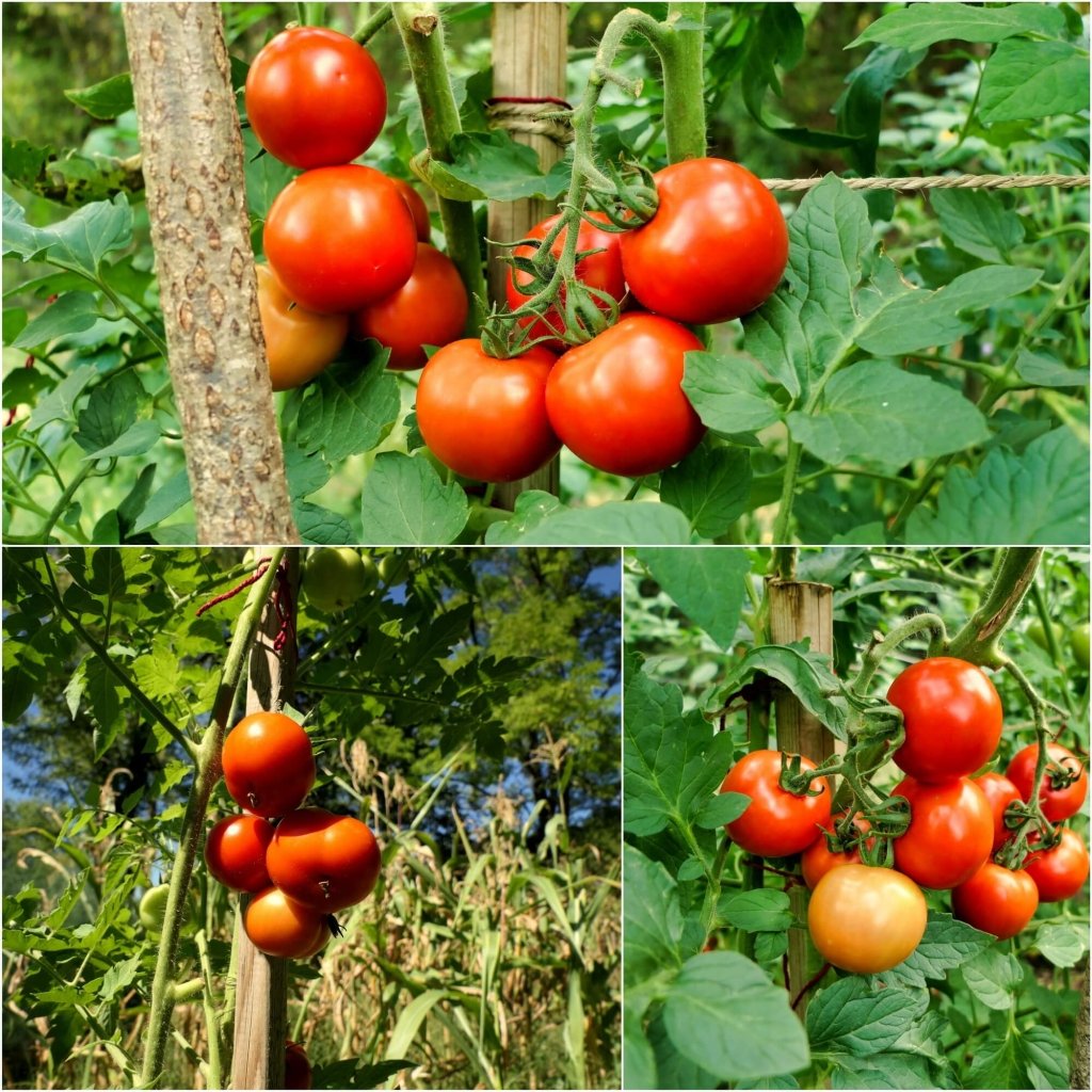 Tomato - Moneymaker seeds - Happy Valley Seeds