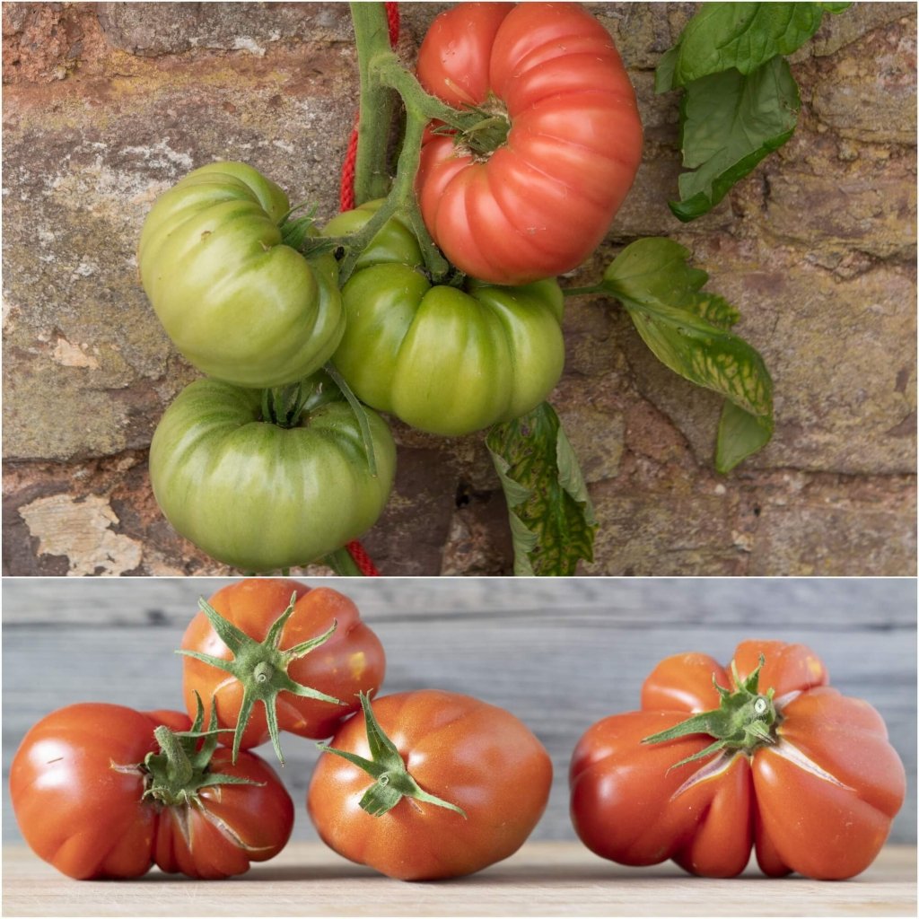 Tomato - Mortgage Lifter seeds - Happy Valley Seeds