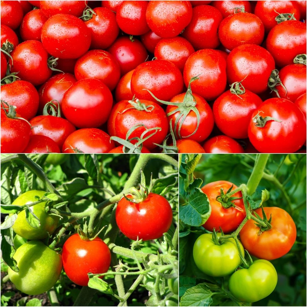 Tomato - Oregon Spring seeds - Happy Valley Seeds