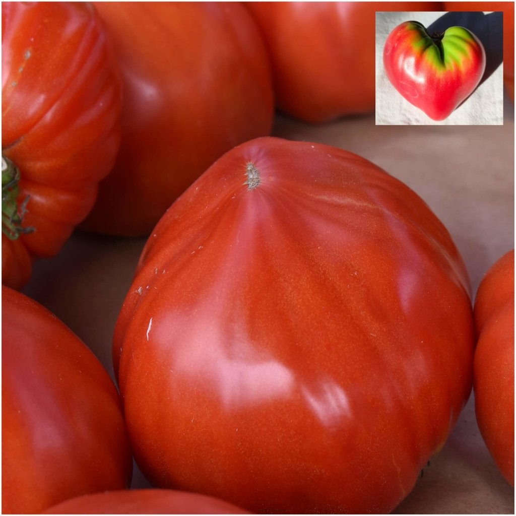 Tomato - Oxheart Large seeds - Happy Valley Seeds