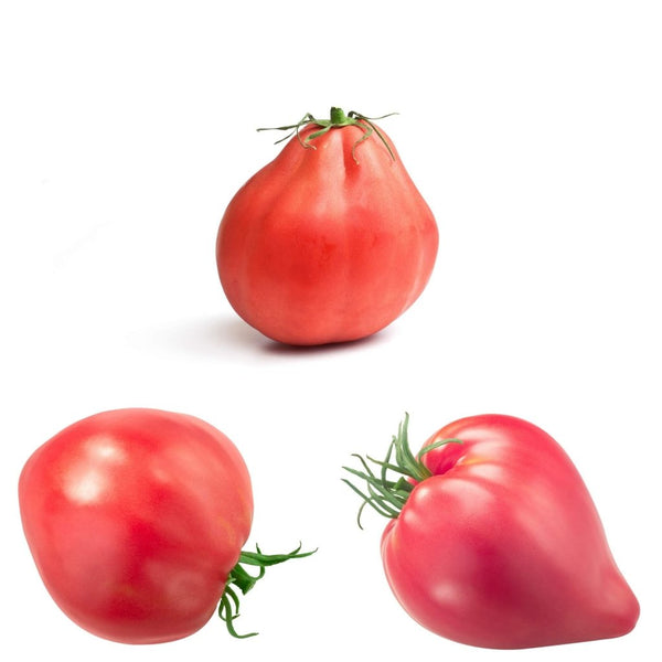 100+ Pink Oxheart Tomato Seeds - NON-GMO Heirloom Variety For Home Gardening
